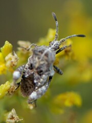 Merocoris curtatus