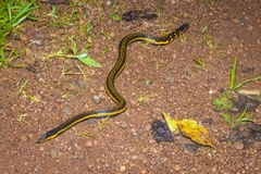 Bicatenate Uropeltis photo 2