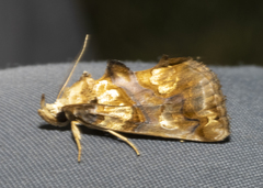 Plusiodonta compressipalpis