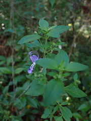 Trichostema dichotomum