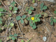 Medicago truncatula