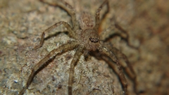 Heteropoda