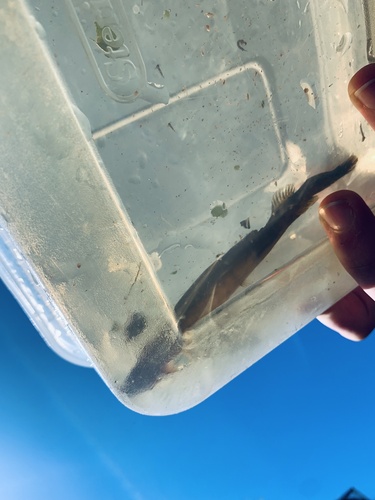 Canterbury mudfish (Neochanna burrowsius) — Galaxiidae