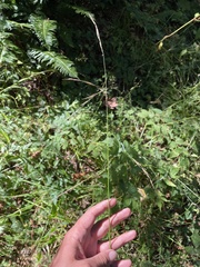 Melica smithii