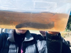 Neochanna burrowsius