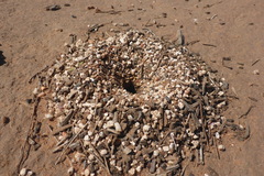 Myrmecocystus mexicanus