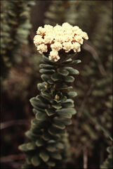 Ozothamnus rodwayi