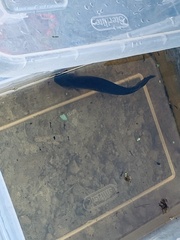 Neochanna burrowsius