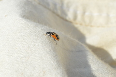 Hippodamia parenthesis