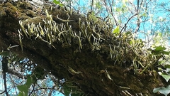 Pleopeltis macrocarpa