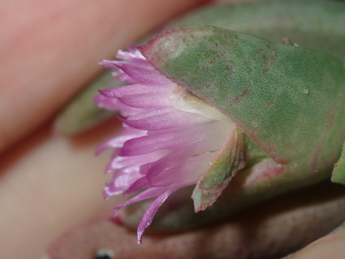 Image of Carpobrotus modestus by (c) Thomas Mesaglio, some rights reserved (CC BY)