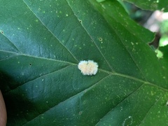 Druon quercusflocci