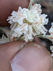 Eriogonum