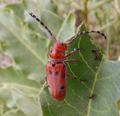 Tetraopes femoratus