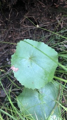 Caltha palustris
