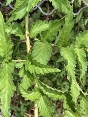 Rubus croceacanthus