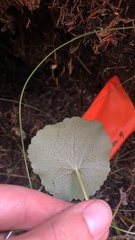 Caltha palustris