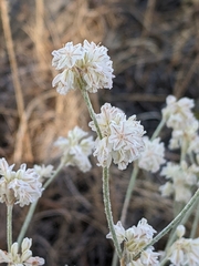 Eriogonum