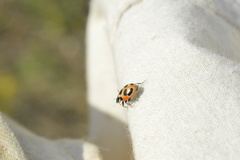 Hippodamia parenthesis