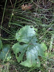 Caltha palustris