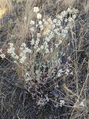 Eriogonum