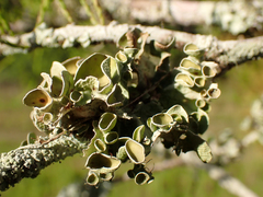 Parmotrema perforatum