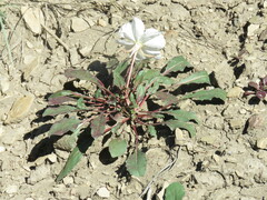 Oenothera cespitosa