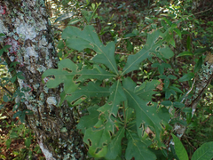 Quercus