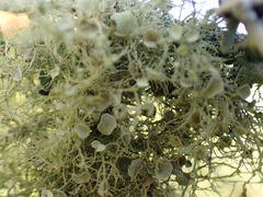 Ramalina stenospora