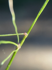 Melica smithii