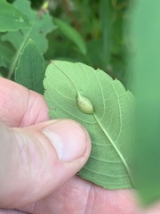 Neolasioptera impatientifolia