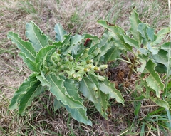 Asclepias