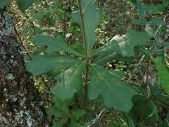 Quercus