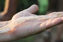 Coluber constrictor