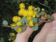 Acacia merrallii