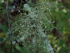 Ramalina stenospora