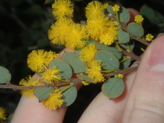 Acacia merrallii