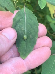 Neolasioptera impatientifolia