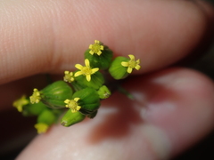 Senecio glossanthus