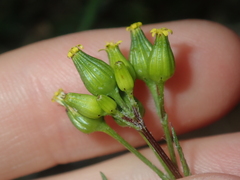 Senecio glossanthus