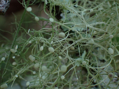 Ramalina stenospora