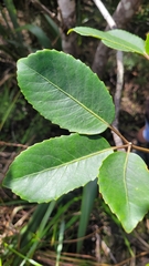 Pseudopanax arboreus