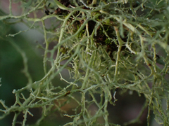 Ramalina