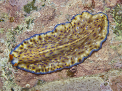 Pseudoceros
