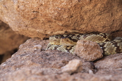 Crotalus molossus molossus
