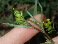 Senecio glossanthus