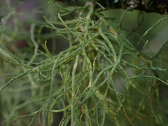 Ramalina