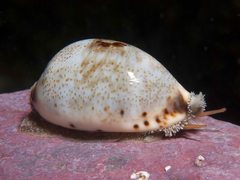 Purpuradusta gracilis