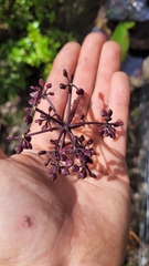 Pseudopanax arboreus