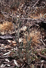 Senecio gunnii